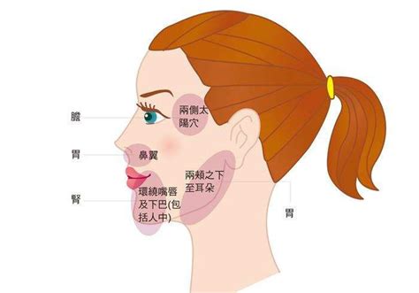 生痘痘位置|起痘痘的位置对照内脏